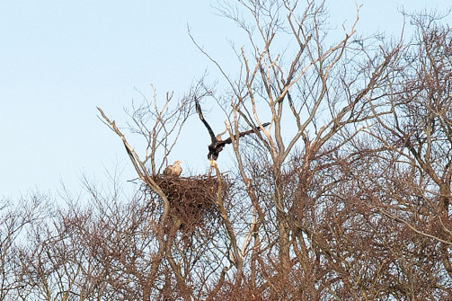 Eagles nesting nearby Tranekær Castle